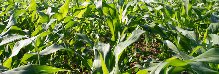 Wall Mural - corn field agriculture growth nature sky planting green plants vegetarian food