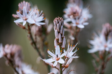 Mallorca, Landschaft, Mittelmeer, Pflanzen, Natur, Blumen, Tiere, Markt, Reisen, Travel, Europa, Mediterran