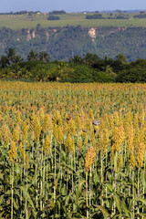 Wall Mural - Selective focus of the white sorghum crop that show flower stem and leaf, planting at field in Brazil