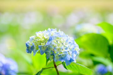 Wall Mural - 青色のアジサイと背景に菖蒲が咲く夏の庭園