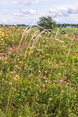 Wall Mural - Stipa pennata flowering on a meadow