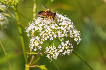 Wall Mural - Hoverflie foraging on a wildflower