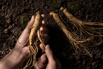 Hands of woman holding a ginseng root.traditional Chinese medicinal herb