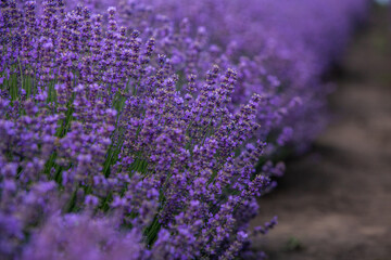 Wall Mural - Photo with violet lavender blooming flowers. Beautiful purple flowering plant. 