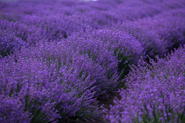 Wall Mural - Photo with violet lavender blooming flowers. Beautiful purple flowering plant. 