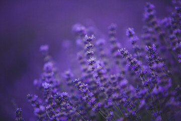 Wall Mural - Photo with violet lavender blooming flowers. Beautiful purple flowering plant. 