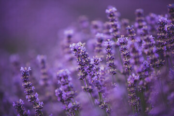 Wall Mural - Photo with violet lavender blooming flowers. Beautiful purple flowering plant. 