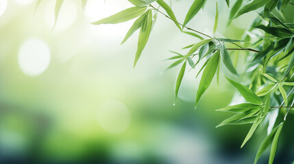 Wall Mural - bamboo leaves. the sun is shining through the leaves. leaves are green and lush.