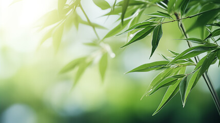 Wall Mural - bamboo leaves. the sun is shining through the leaves. leaves are green and lush.