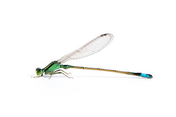 Wall Mural - green damselfly isolated on white background.