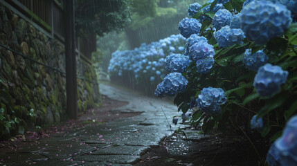 Brilliant blue hydrangeas bloom along the path to Meigetsuin Temple in Kamakura, Japan, on a wet day.