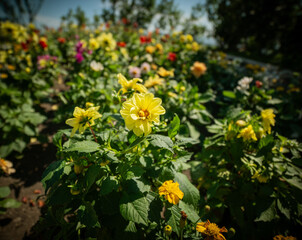 Wall Mural - Beautiful dahlia in the garden. Shallow depth of field.