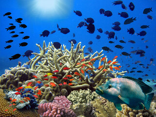 Poster - Colorful tropical reef with sun in the blue ocean