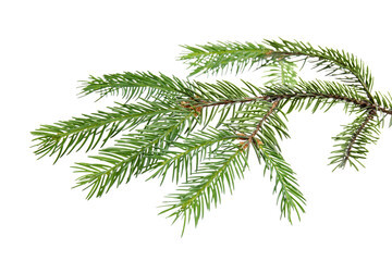 green pine tree branch isolated on white