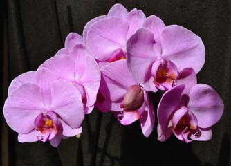 Orchidée mauve