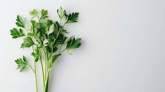 Parsley on a white background