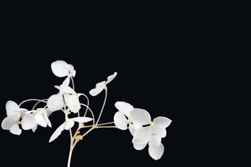 Wall Mural - Hortensia hydrangea blooming fresh white flowers with full branch on black background with place for text macro