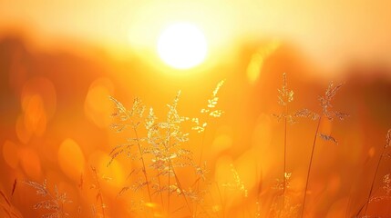 Poster - Grass outline against the setting sun
