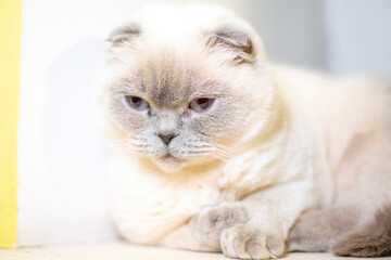 Wall Mural - A cat is laying down on a white surface. The cat is looking away from the camera. The cat appears to be relaxed and comfortable.