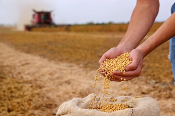 Soybean grain in a hands of successful young farmer, in a background combine harvester working on soybean field, agricultural concept. Close up of hands full of soybean grain in jute sack