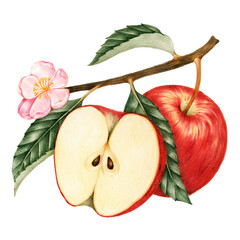 Sticker - Hand drawn red apple fruit sticker with a white border design element