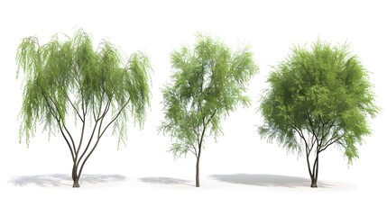 3d illustration of set Salix caprea tree isolated white background 