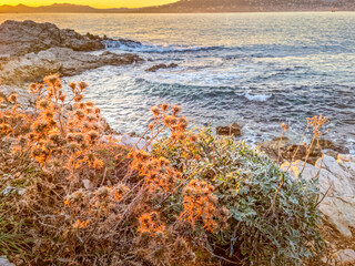 Wall Mural - Landscape in the Cap d'Antibes during a sunset, South of France