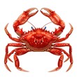 © Natalia - A crab clipart, animal element, vector illustration, red, isolated on white background
