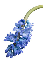 Sticker - Blooming blue delphinium flower transparent png