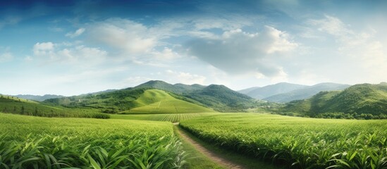 Poster - Land of sugar cane planting. Creative banner. Copyspace image