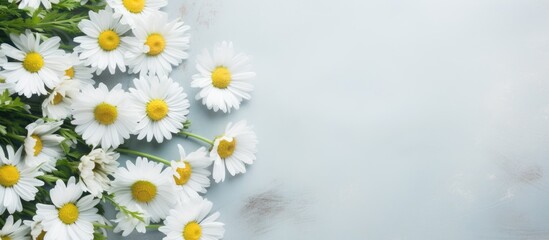 Aufkleber - texture background flowers chamomile white top view summer daisy. Creative banner. Copyspace image
