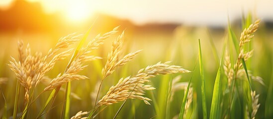 Aufkleber - DEFOCUSED NATURE OF THE RICE FIELD IN SUNSET. Creative banner. Copyspace image