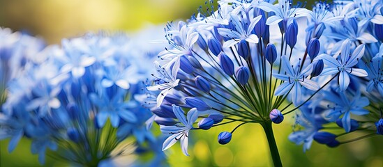 Wall Mural - Flower blue agapanthus in summer garden. Creative banner. Copyspace image