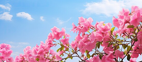 Poster - Bougainvillea is a shrub with pink leaves and small white flowers against a blue sky. Creative banner. Copyspace image