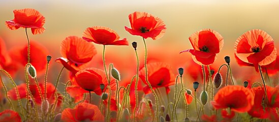 Poster - Red poppies in a field. Creative banner. Copyspace image