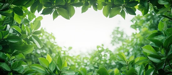 Poster - Frame from green leaves. Creative banner. Copyspace image