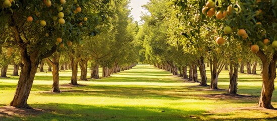 Poster - View of trees in the orchard. Creative banner. Copyspace image