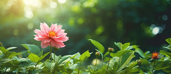 Poster - beautiful delicates natural summer flower among greenery in the garden. Creative banner. Copyspace image