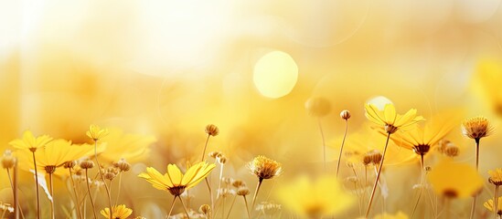 Wall Mural - Yellow summer wildflowers reaching for the sun. Creative banner. Copyspace image