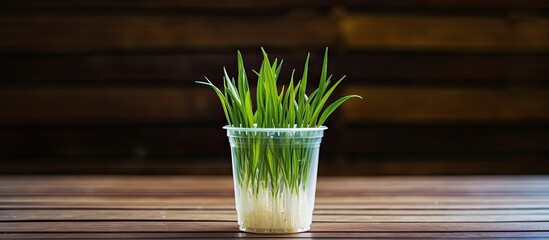 Poster - Lemon grass sprout in the plastic cup of water on wooden background can be planted repeatedly Cut only the head into the cup Fill the water to the roots will soon burst Propagation in water