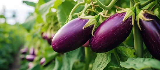 Poster - Eggplant Growing in Garden Close up of whole vegetable. Creative banner. Copyspace image