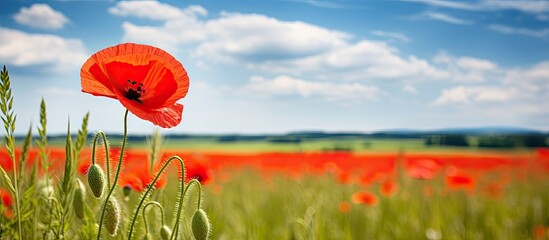 Poster - beautiful poppy flower in a summer meadow. Creative banner. Copyspace image