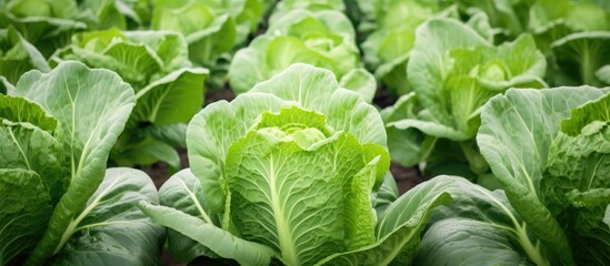 Aufkleber - Chinese cabbage in a vegetable garden. Creative banner. Copyspace image