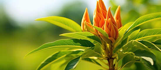 Poster - Mango bud is the most attractive to view in the summer season Commonly it is seen in the rural area You also can use this picture for as background. Creative banner. Copyspace image