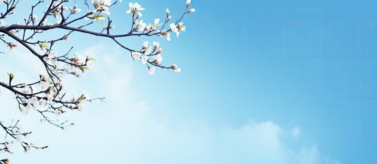 Wall Mural - Tree branches against bright blue sky spring nature background. Creative banner. Copyspace image