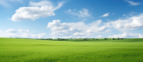 Poster - Green grass in a farm field. Creative banner. Copyspace image