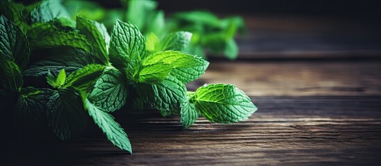 Aufkleber - mint on a dark wood background toning selective focus to the middle leaves of mint. Creative banner. Copyspace image