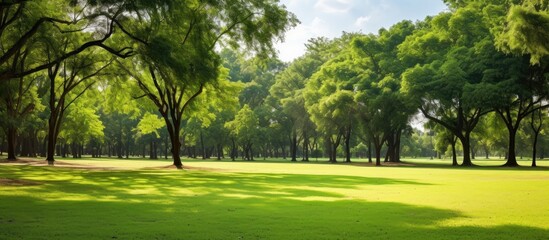 Poster - park tree landscape. Creative banner. Copyspace image