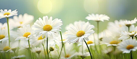 Beautiful daisies with natural background. Creative banner. Copyspace image