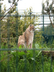 Wall Mural - Eurasian Lynx, (Lynx lynx)  at The Wildheart Animal Sanctuary, Uk